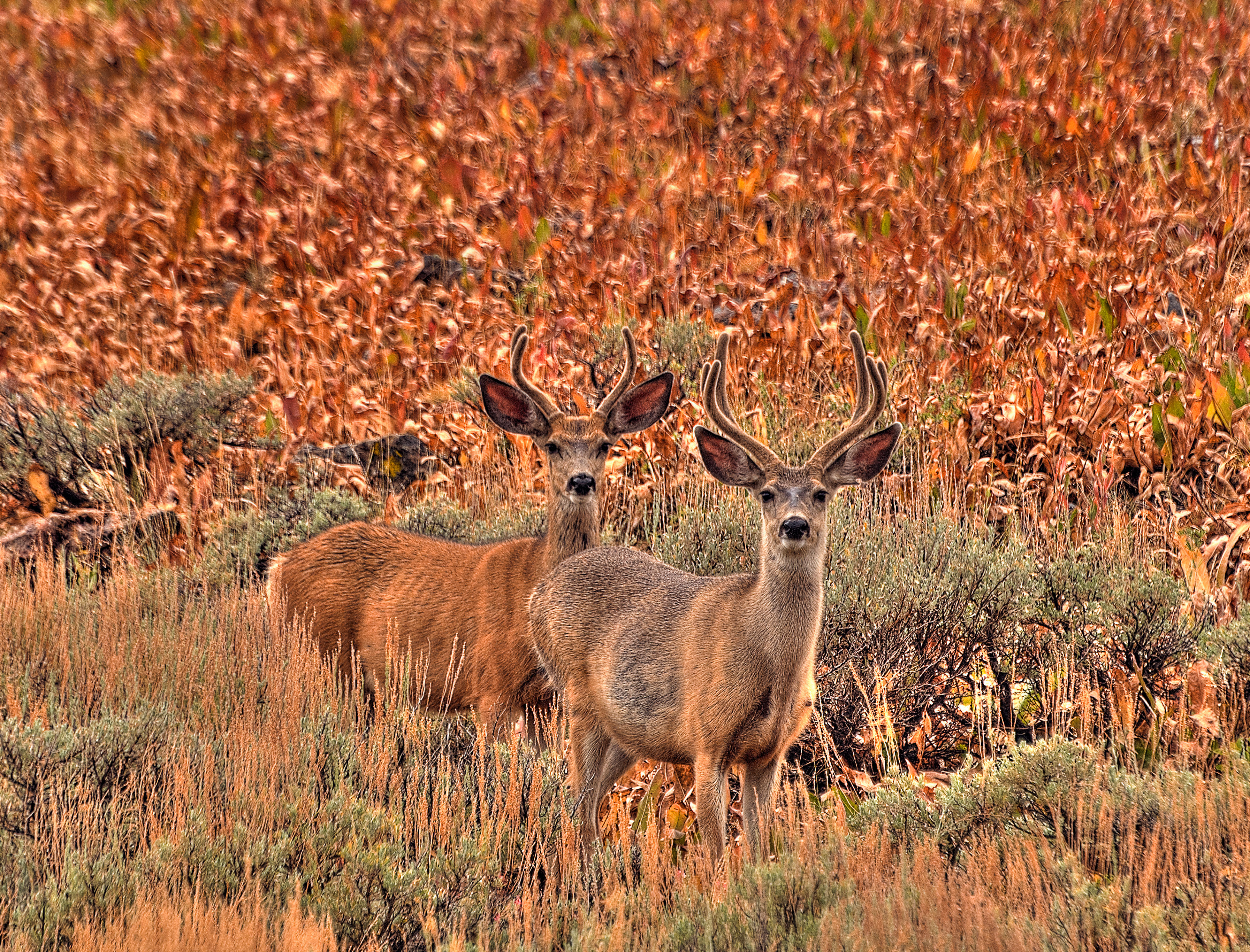 Mule deer bucks on BLM land  in Nevada. 