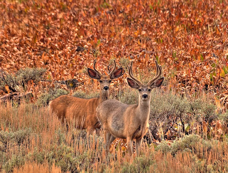 Mule deer bucks on BLM land  in Nevada.