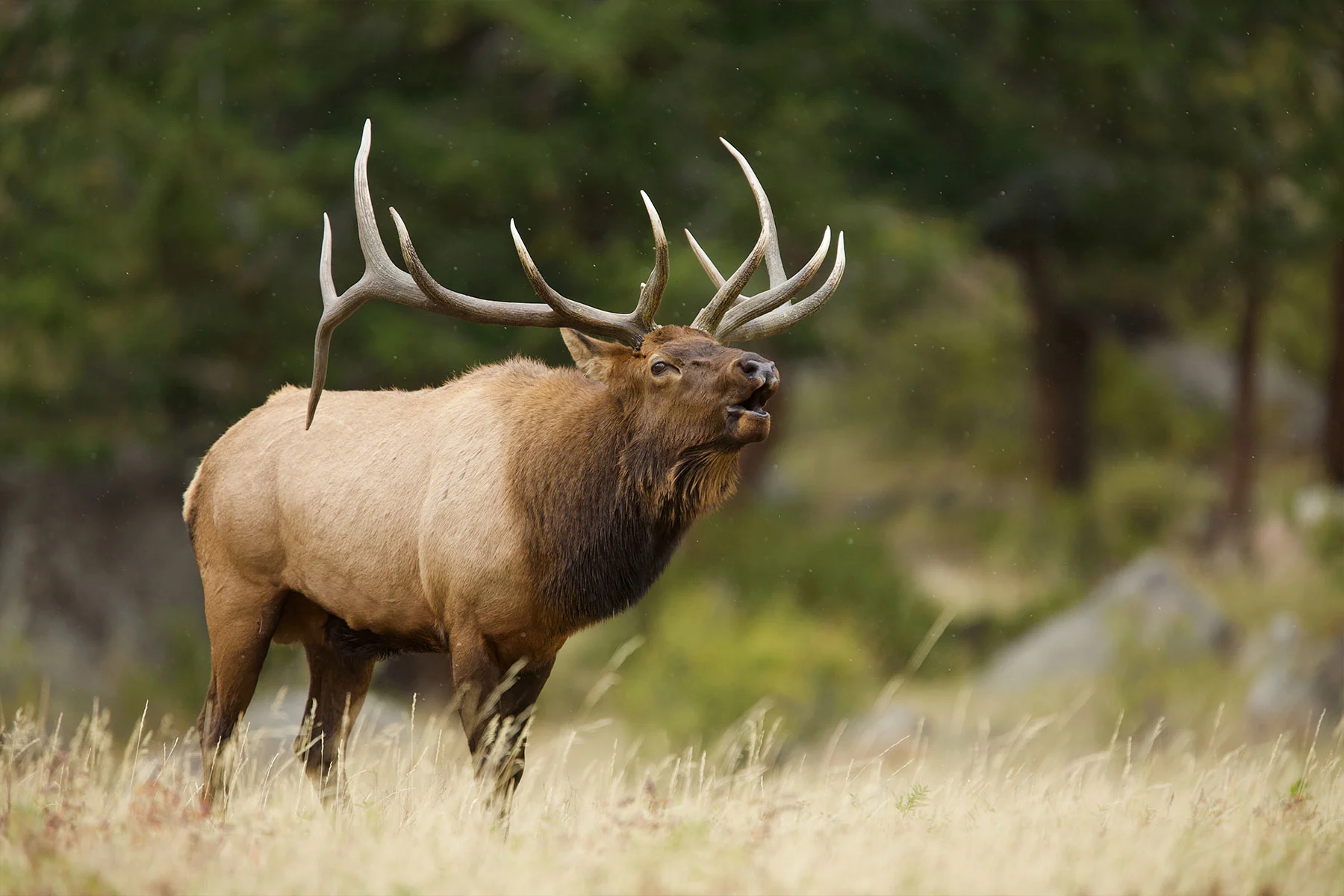 A male elk bugles in a field. 