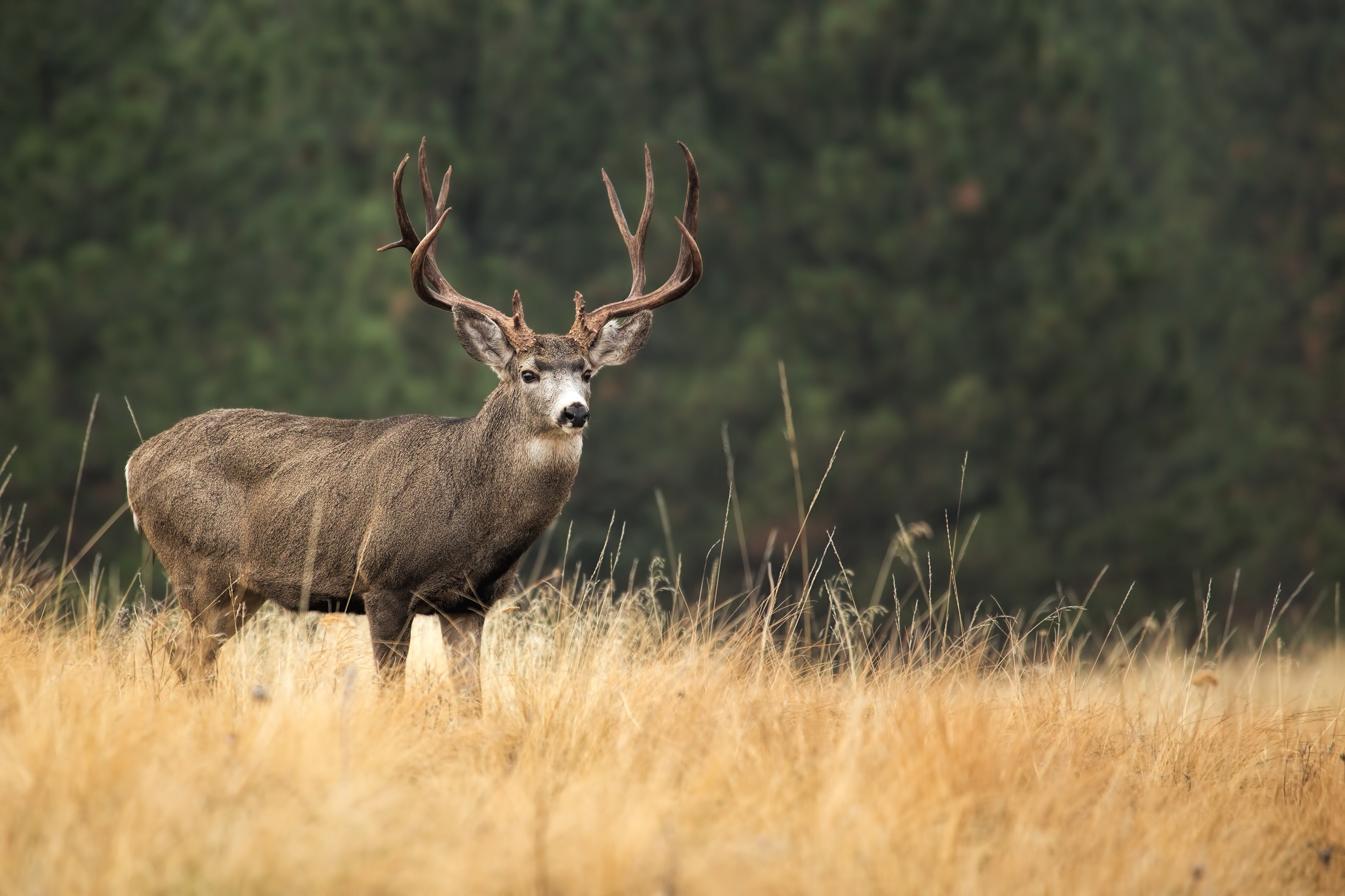 Mule deer buck in field 