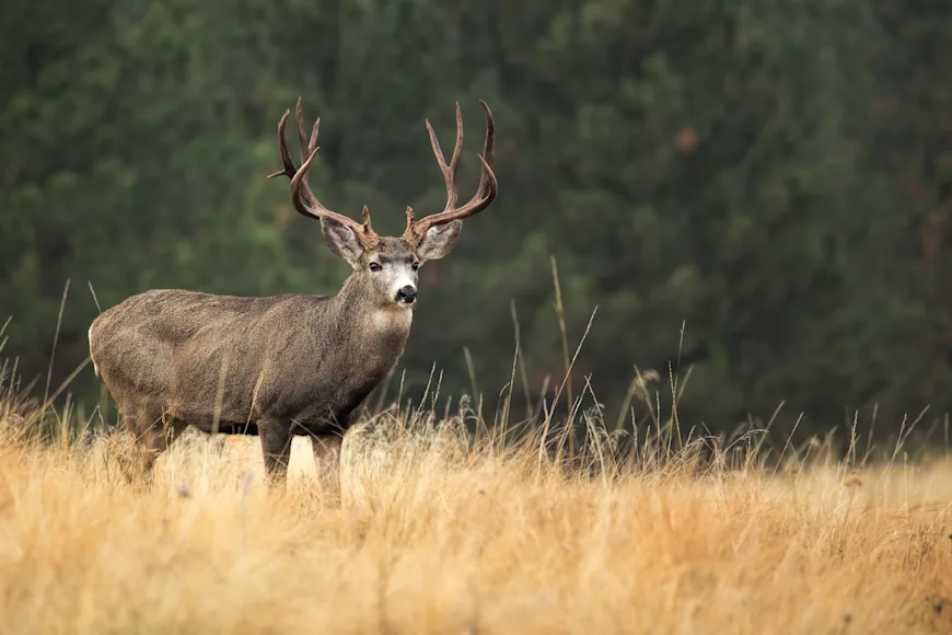 Mule deer buck in field