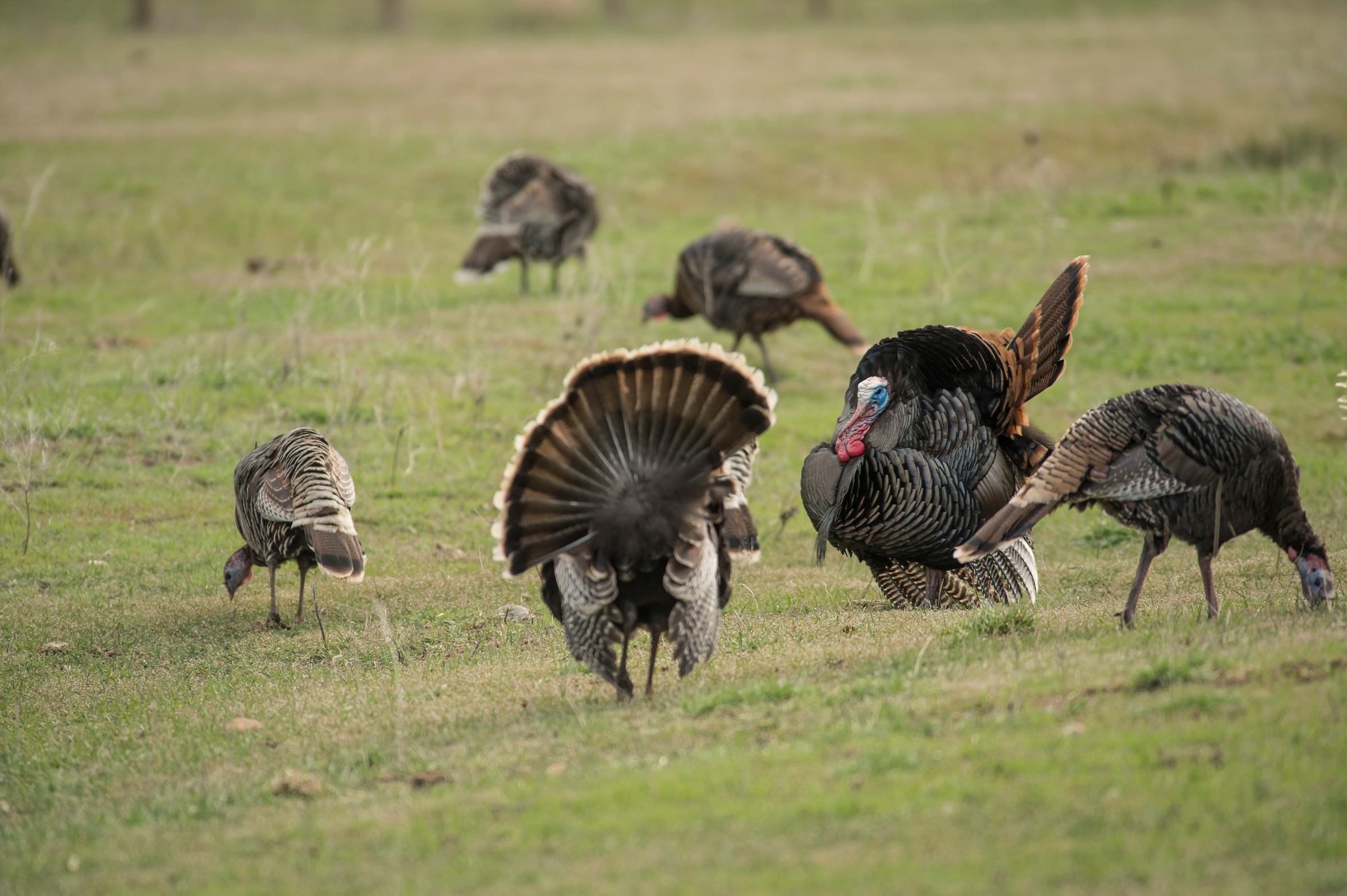 Wild turkey hens feed near two strutting gobblers, illustrating what do turkeys eat.