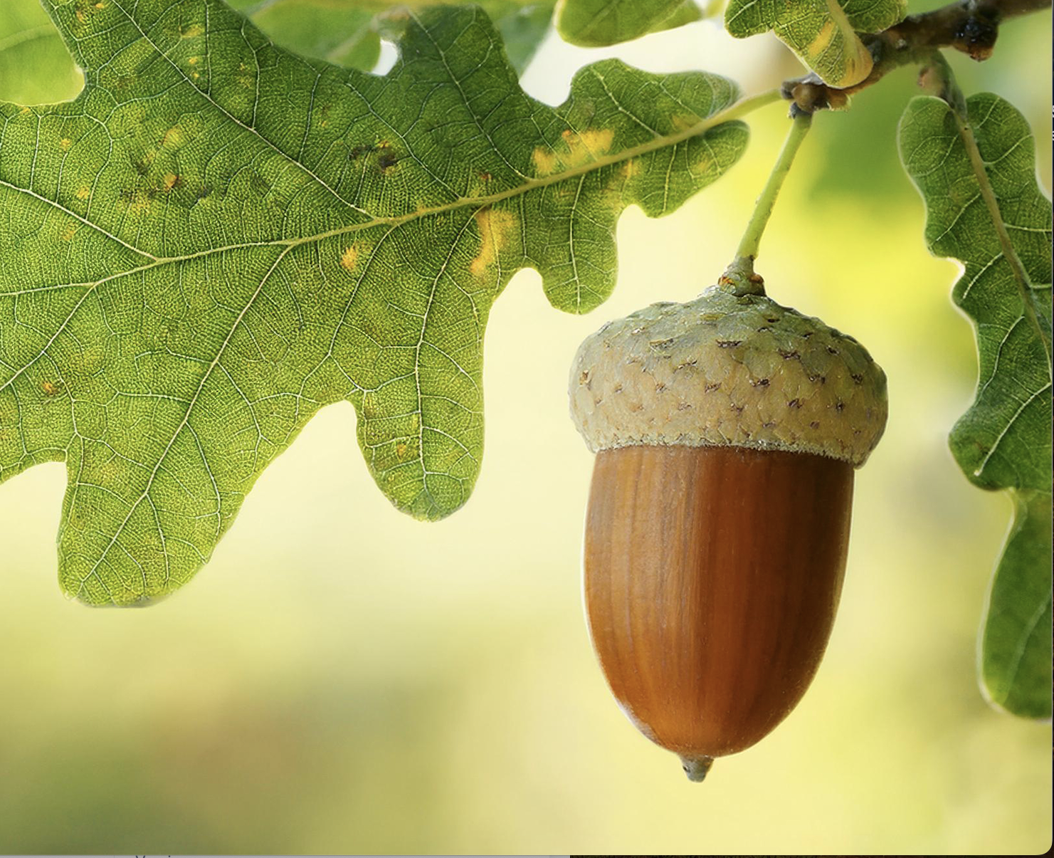 White oak acorn on a tree branch.