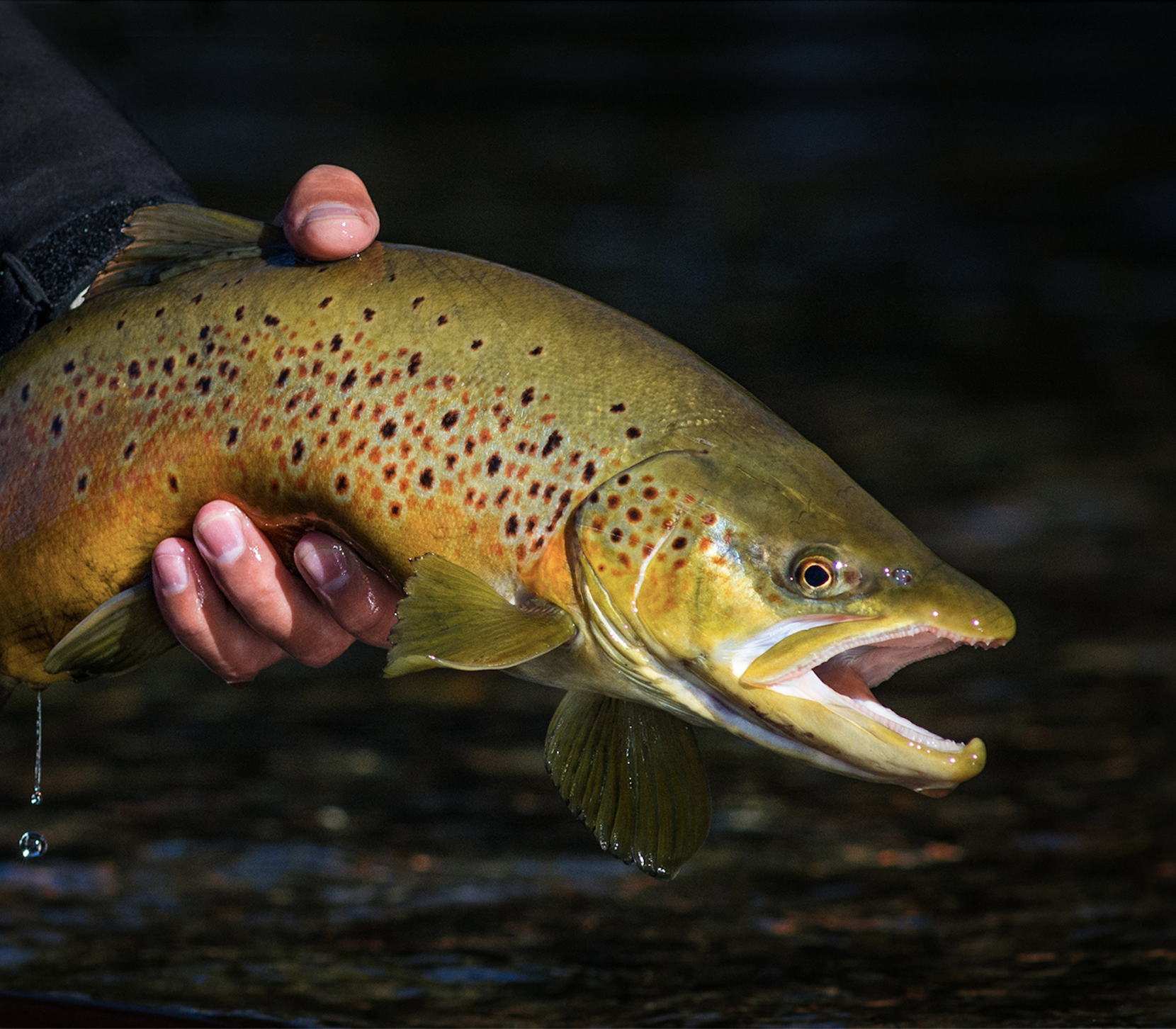 An angler holds up a huge brown trout. 