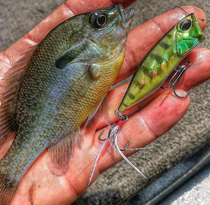 Various species of bream feeding on mayflies are prime targets for hungry bass.