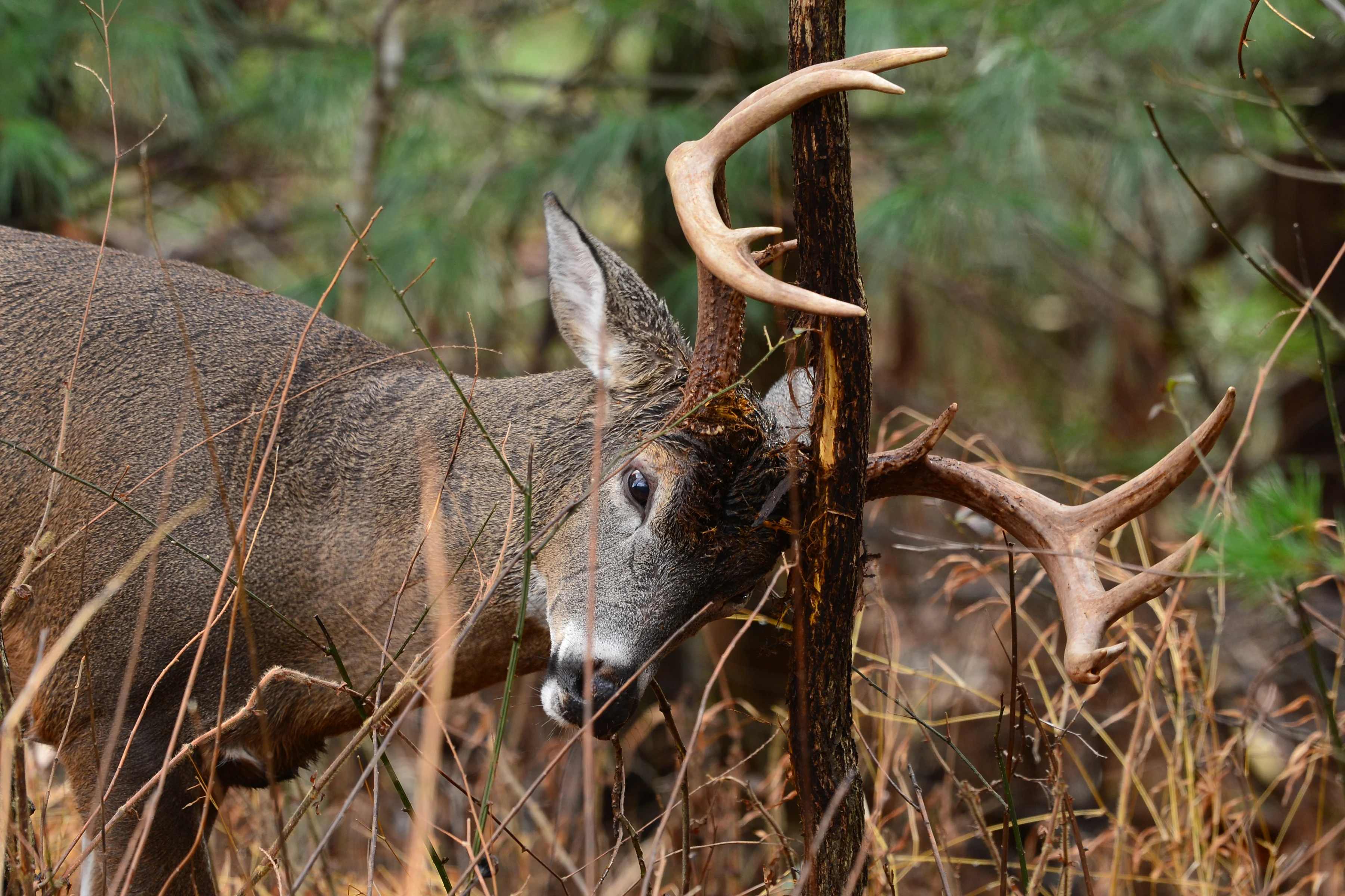 A whitetail buck rubs its antlers against a tree in the woods. 