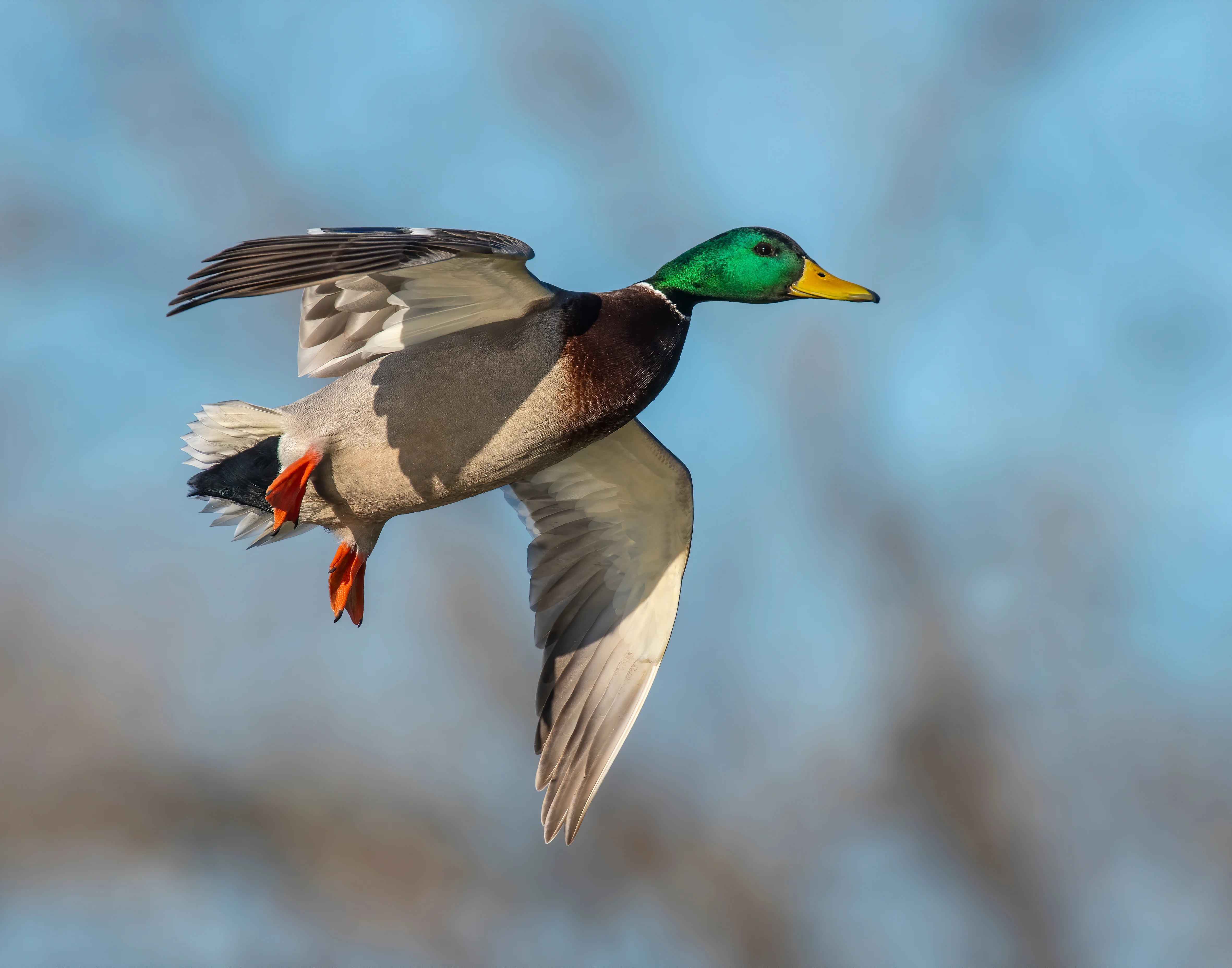 A drake mallard in the air