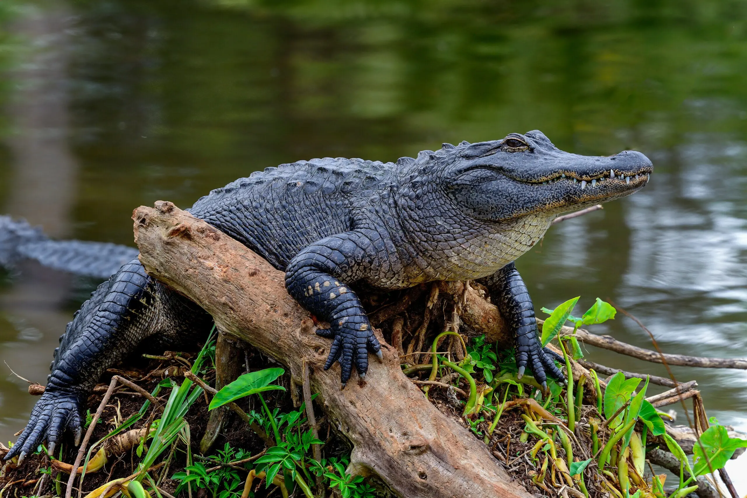 An alligator suns itself on a log. 