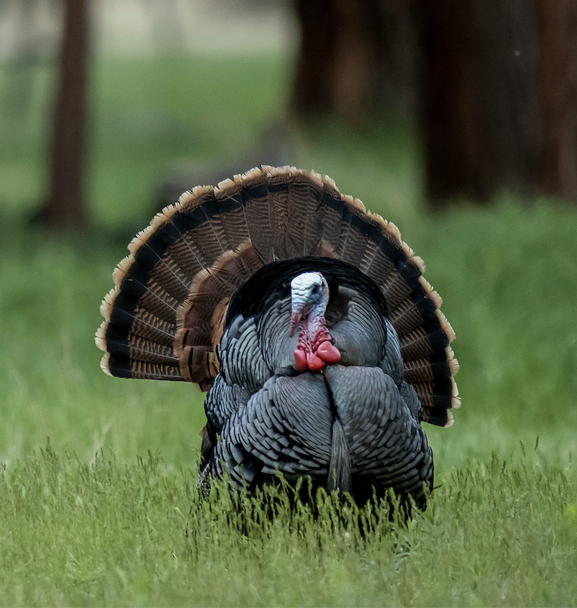 A late season gobbler struts in a tall-grass field with woods in background. 