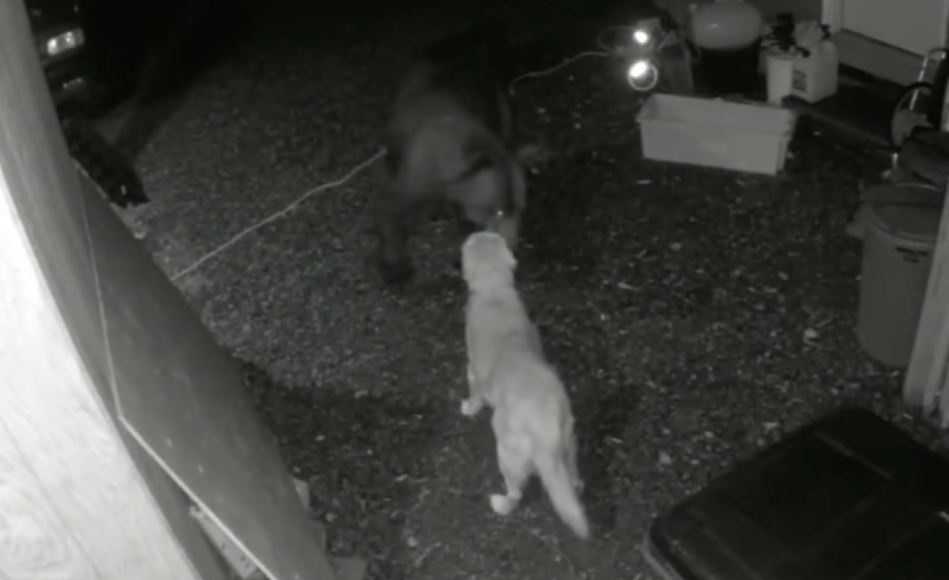 brown bear with raised paw faces a golden retriever