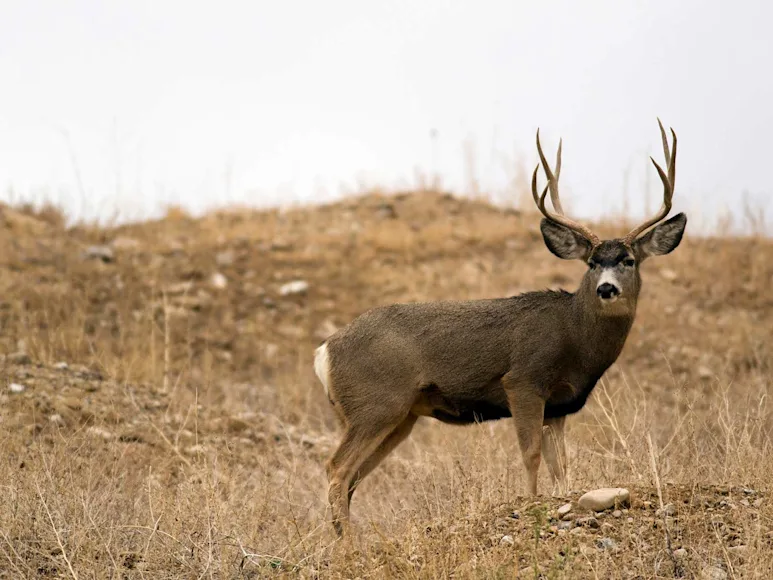 A large whitetail buck stands in an open field.