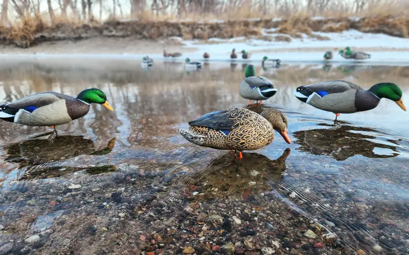 Mallard decoys