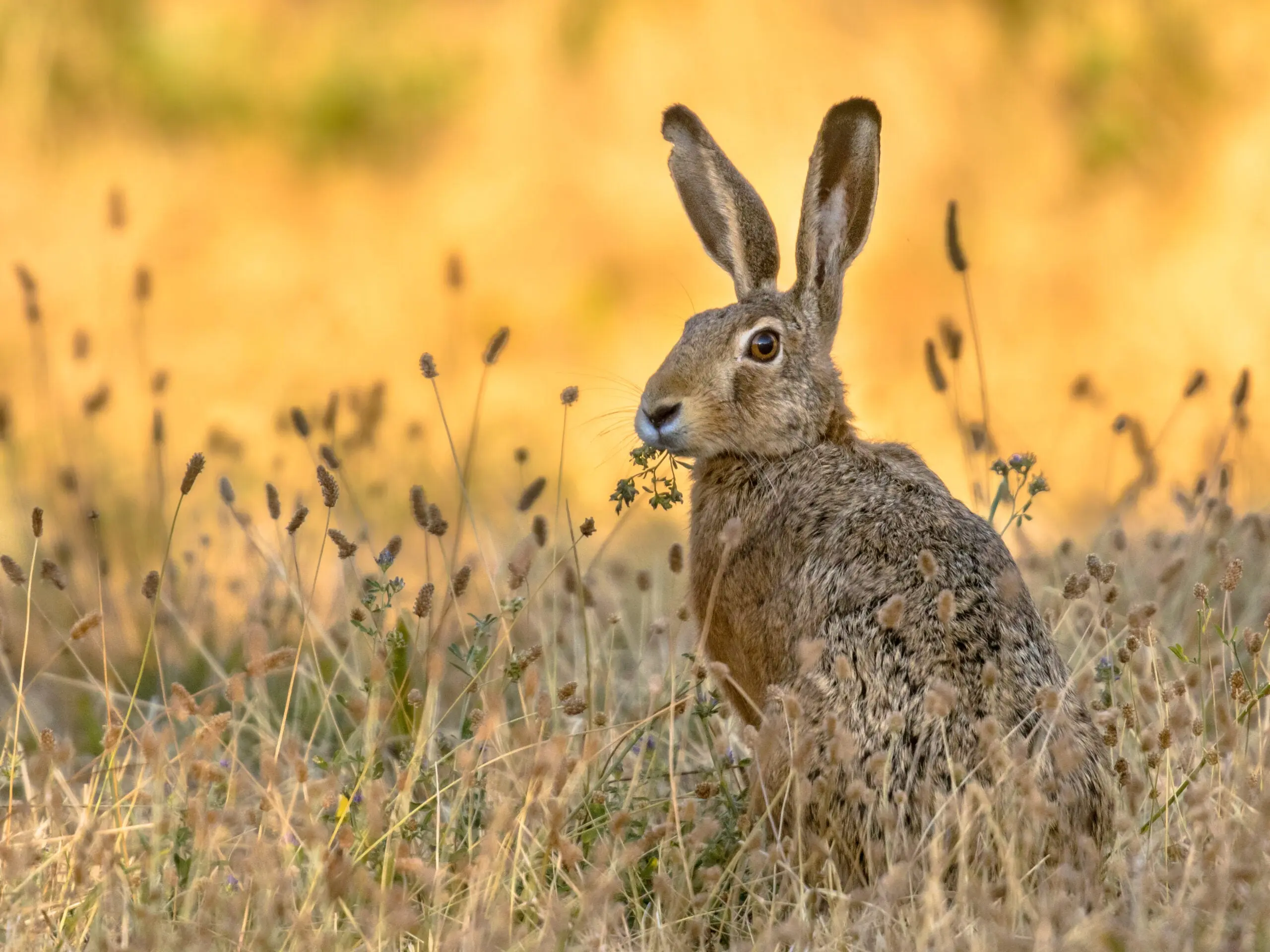 Photo of a jackrabbit standing in grass