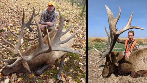 two hunters pose with large bull elk