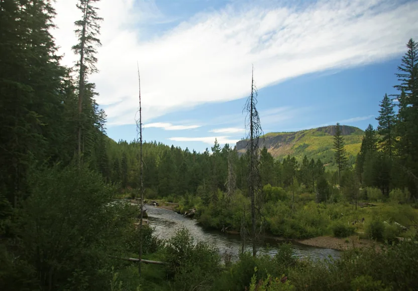 The Deschutes Collaborative Forest Project in the Deschutes National Forest, Oregon.