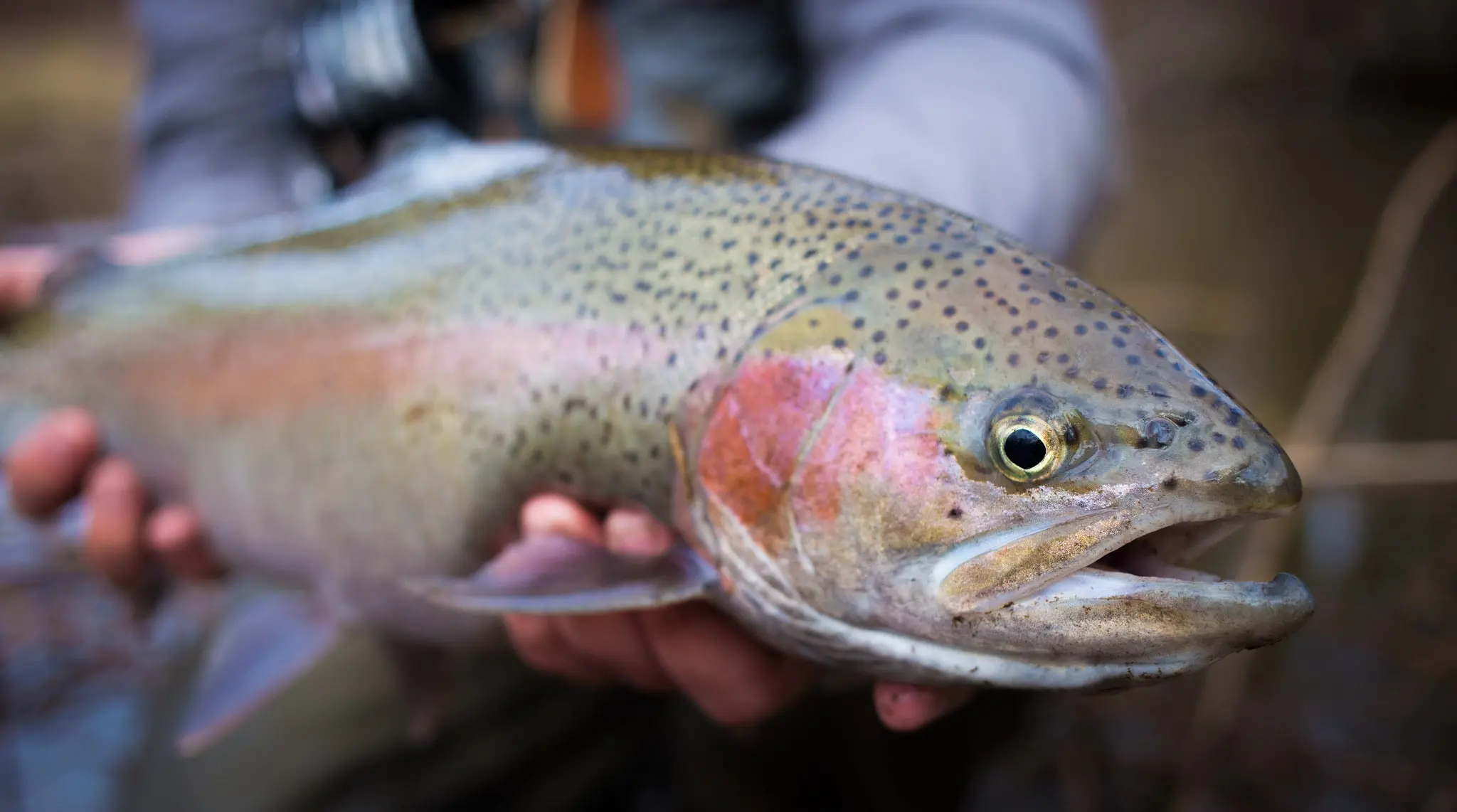 spring steelhead