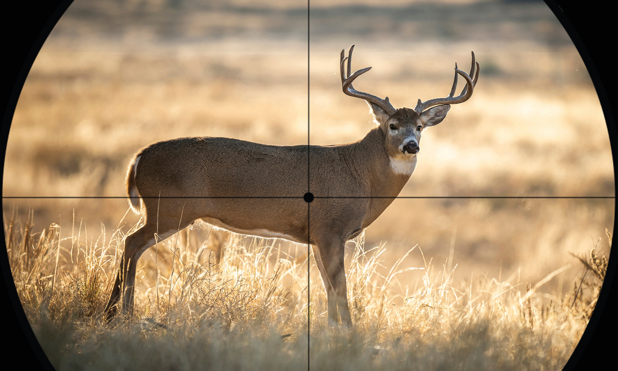 Whitetail buck with crosshair on it. 