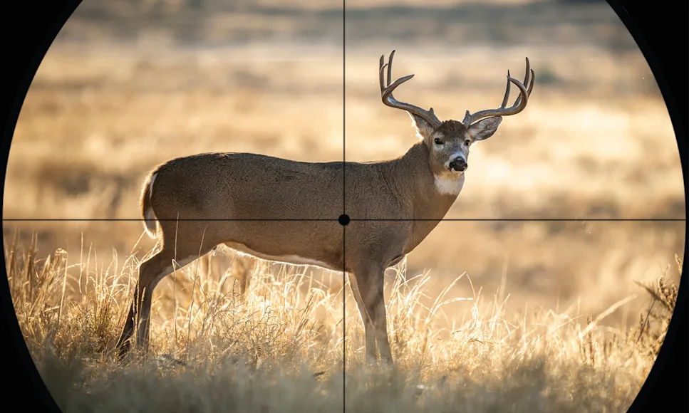 Whitetail buck with crosshair on it.