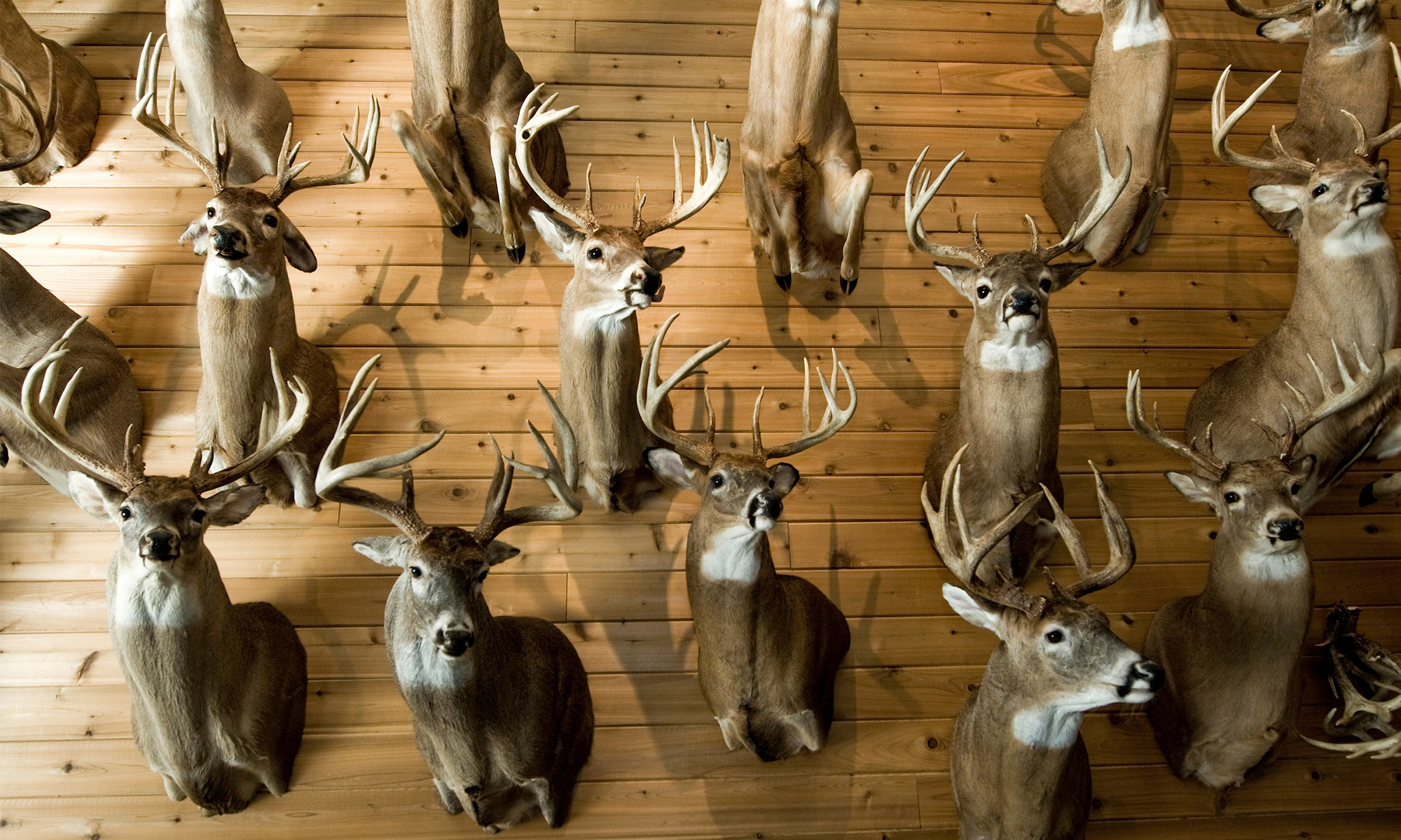 A wall full of trophy whitetail buck mounts. 