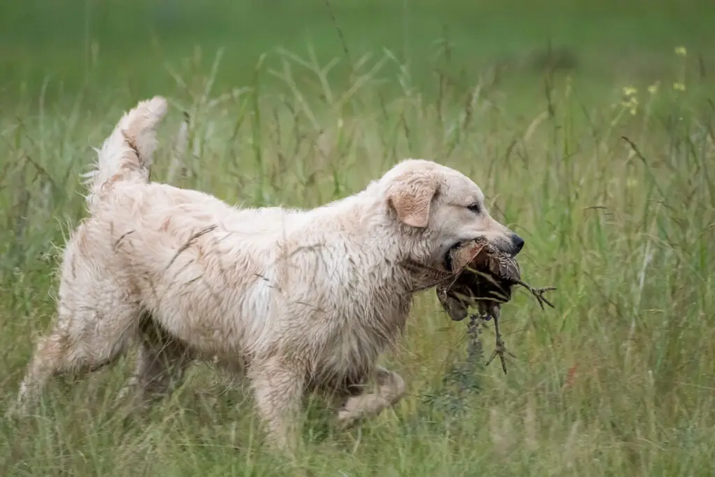 Golden retriever, one of the best hunting dog breeds, retrieves a bird on a hunt.