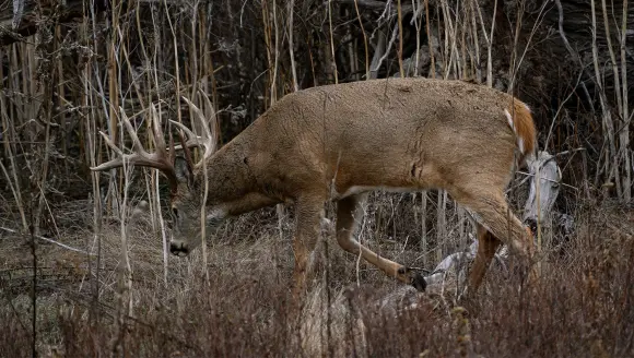 whitetail buck making scrape