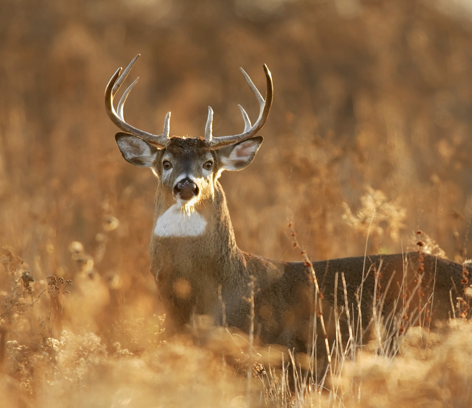 A whitetail buck stares at the camera in the golden light of afternoon. 