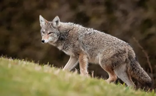 a coyote slinks across a field as it approaches a calling setup