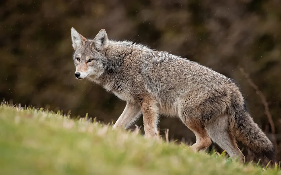 a coyote slinks across a field as it approaches a calling setup