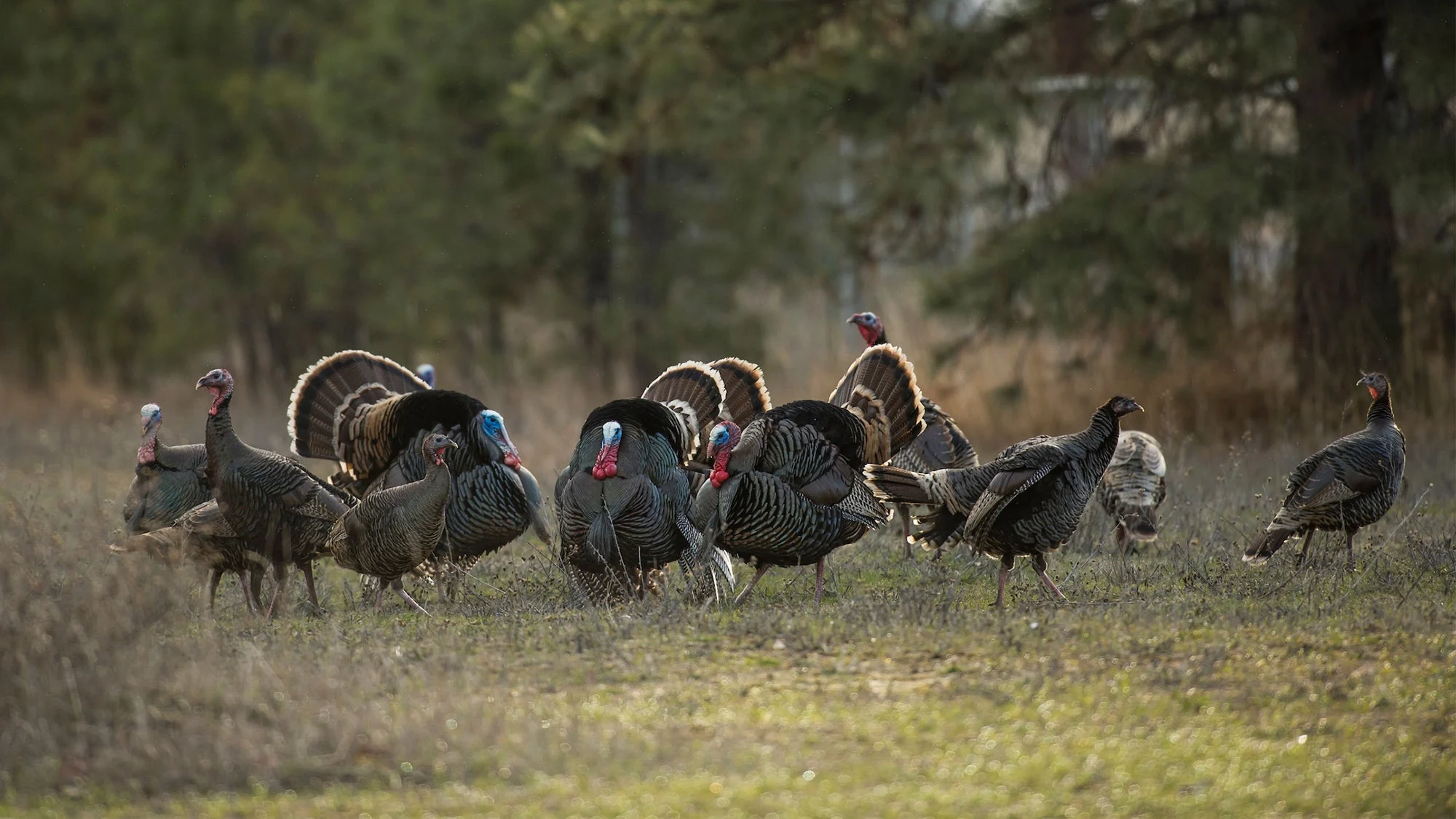 A flock of Merriam's wild turkeys in a pasture surround by fir trees.