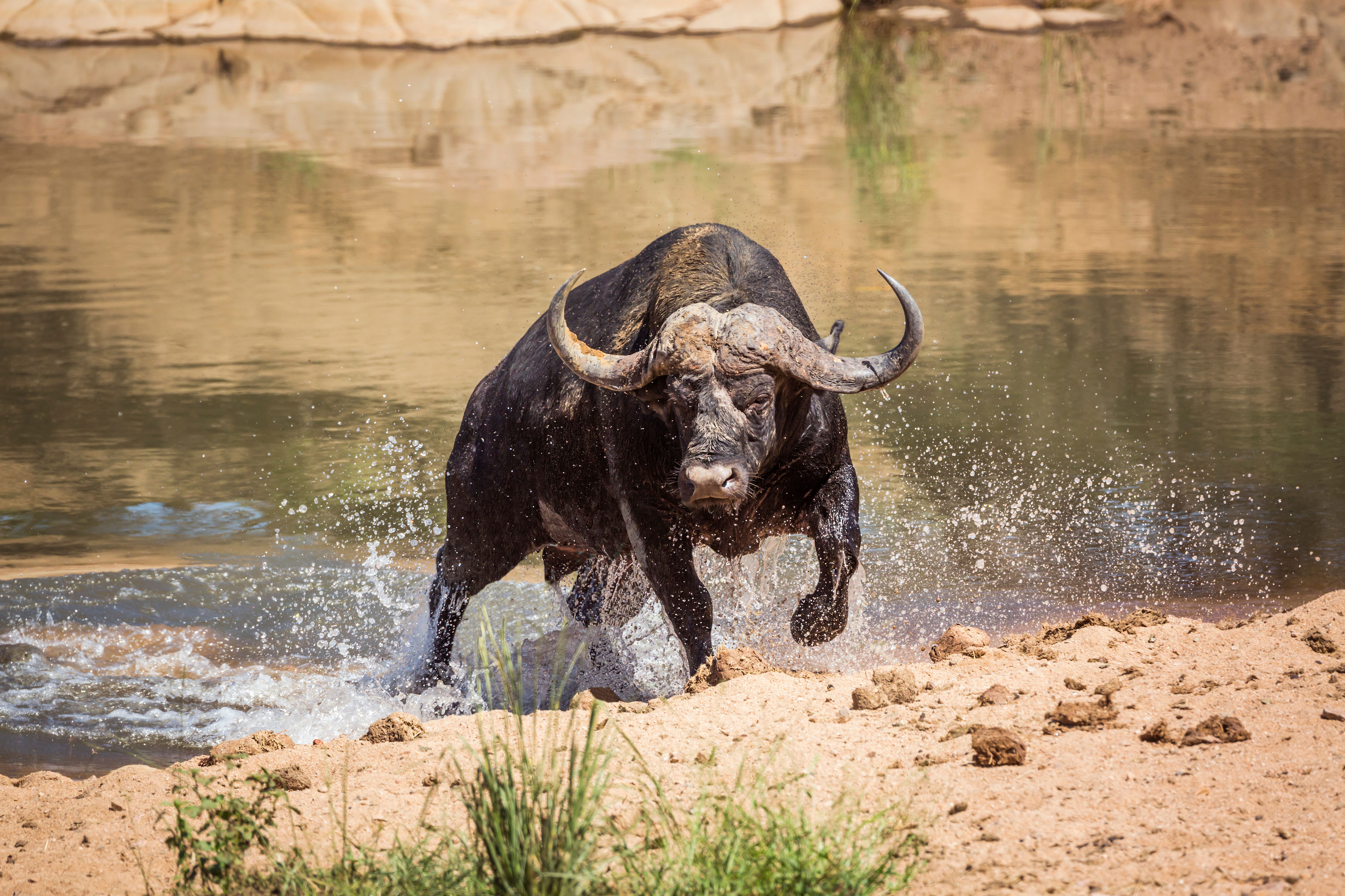 A cape buffalo charges out of a river. 