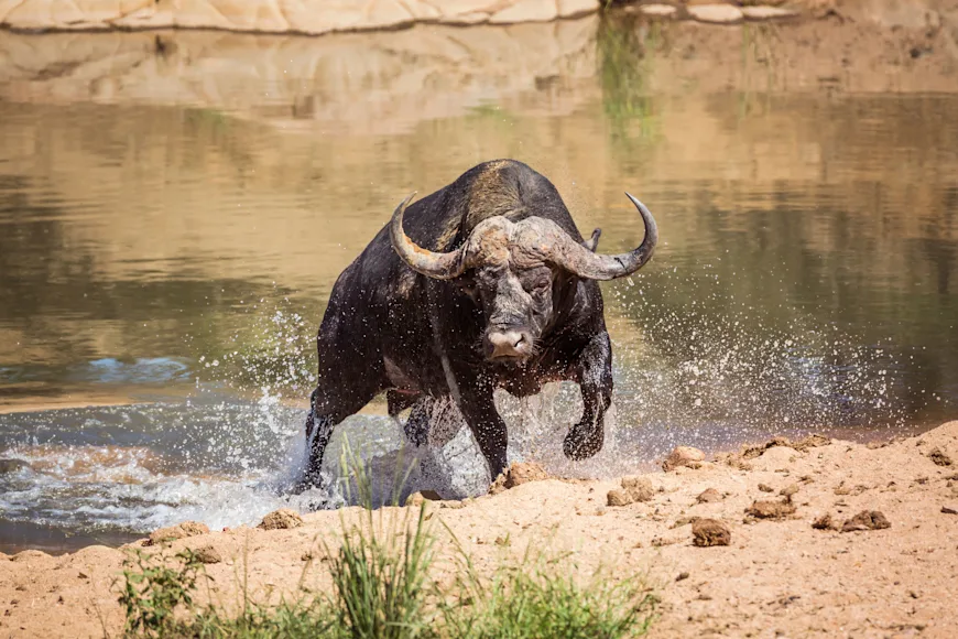 A cape buffalo charges out of a river.