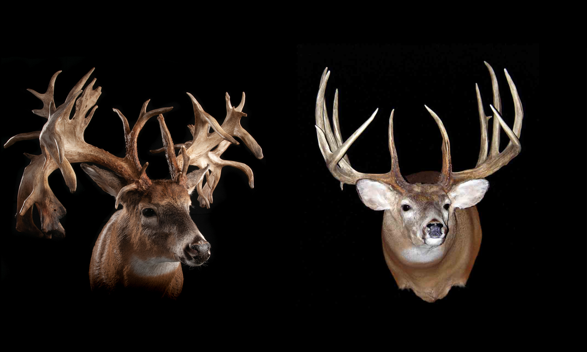 Two giant whitetail bucks that were almost world records but just missed. 