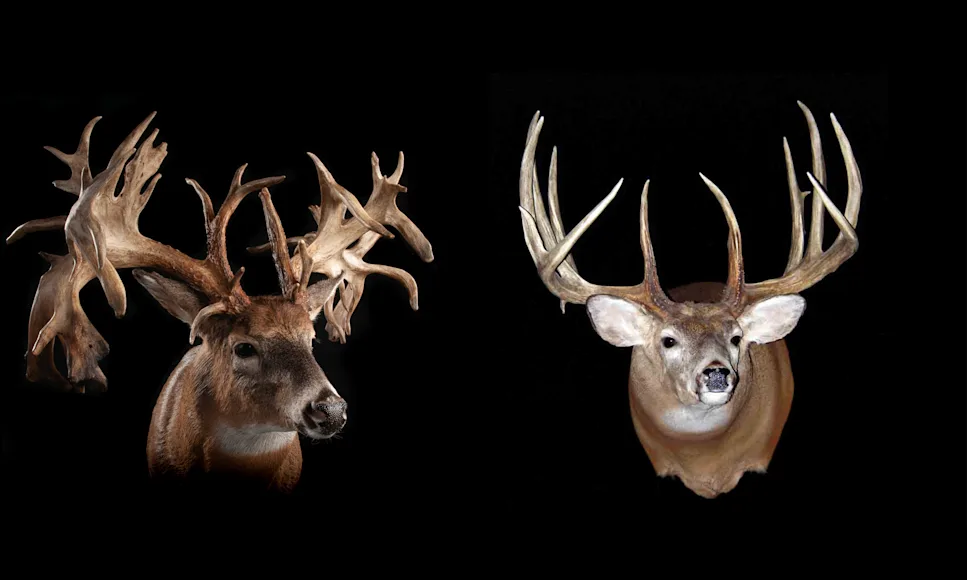 Two giant whitetail bucks that were almost world records but just missed.
