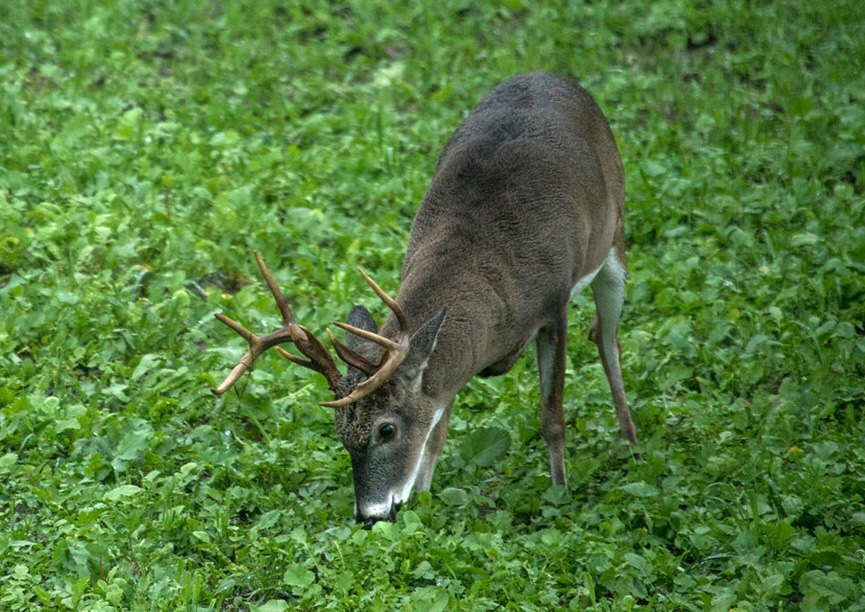 A whitetail buck feeds on brassicas in a food plot.
