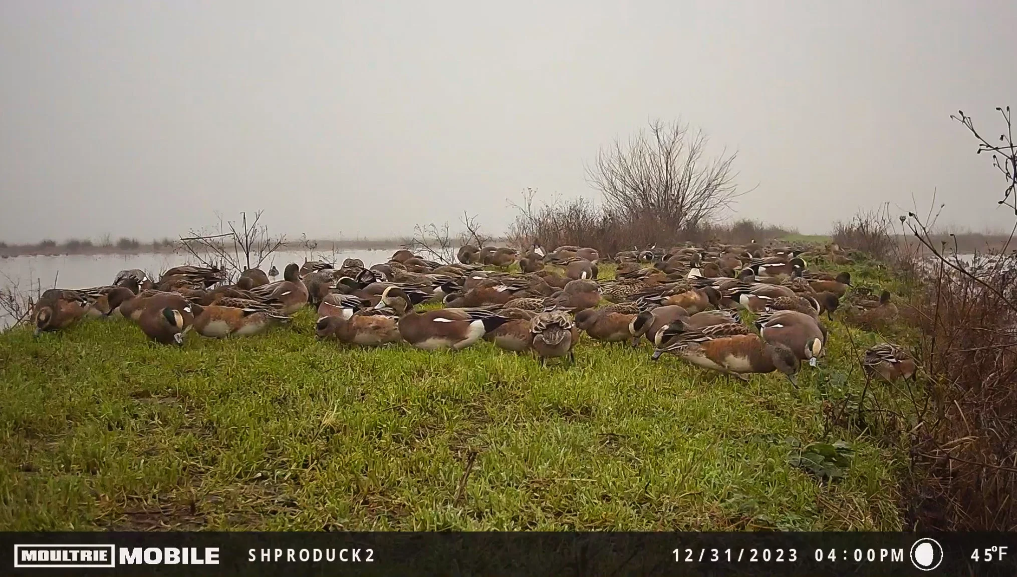 Hundreds of wigeon captured on the author's trail cam the day before shooting an all-drake 7-bird limit. 