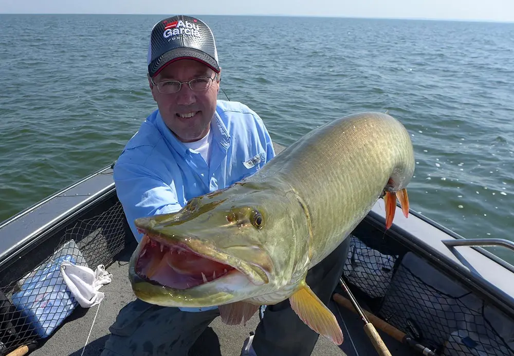 The dagger-like teeth of a muskie, slanted toward the throats, designed to grasp and puncture.