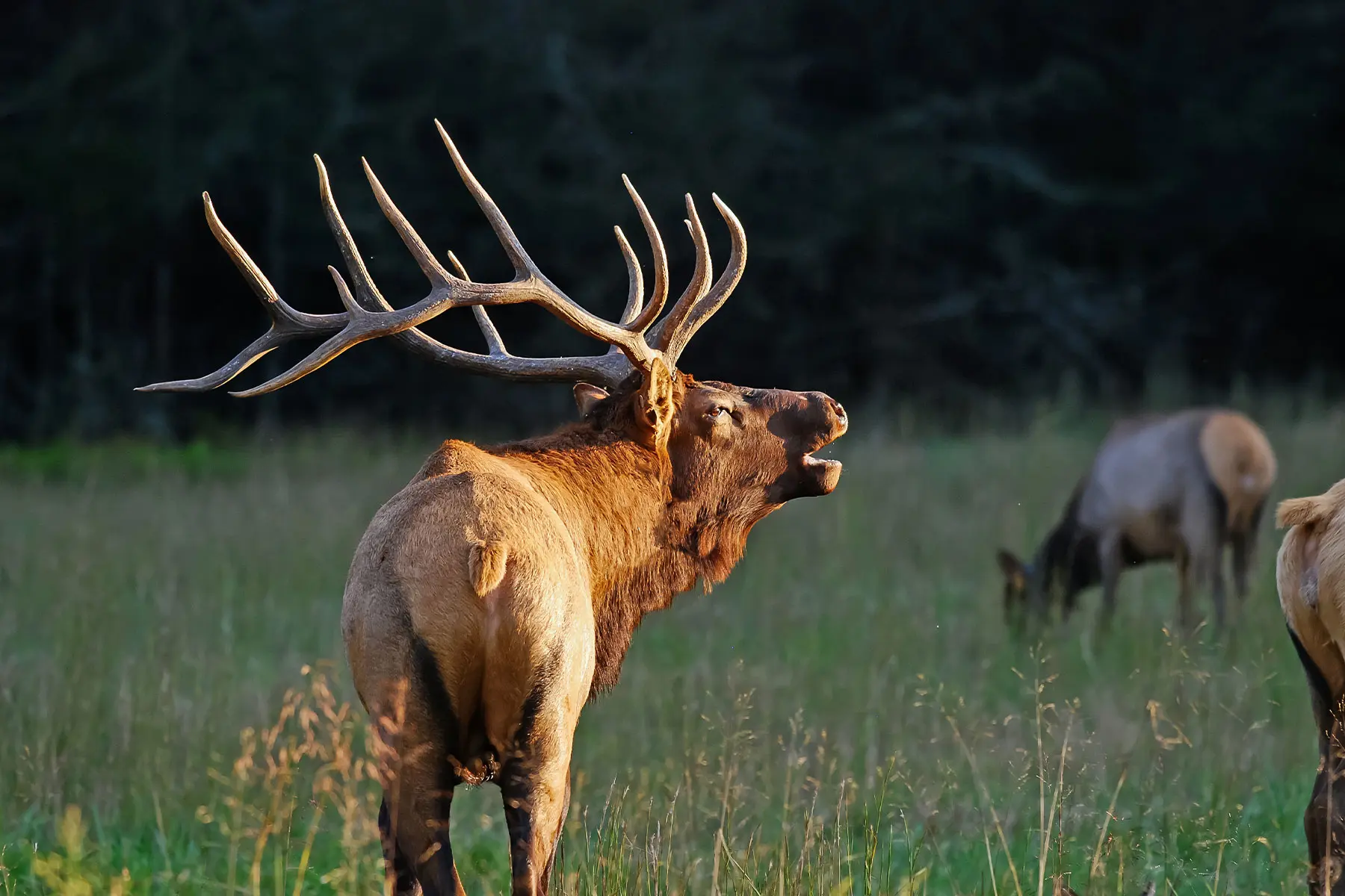 A giant mature bull bugled at daybreak. 