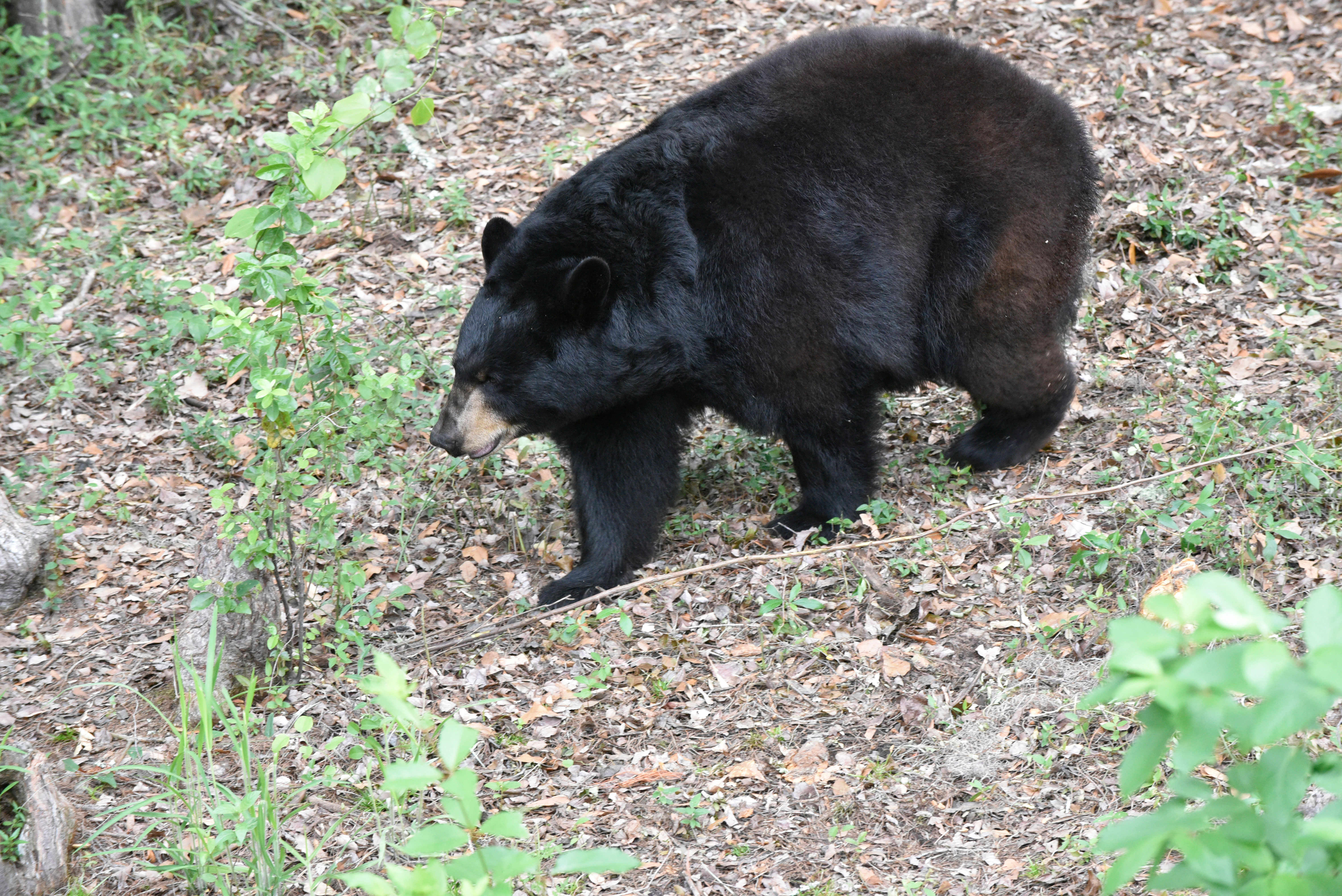 A large male black bear walks through the woods in Florida. 