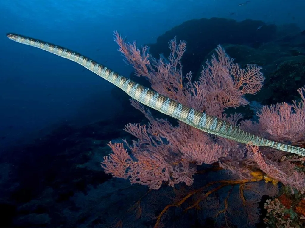 an olive brown sea snake