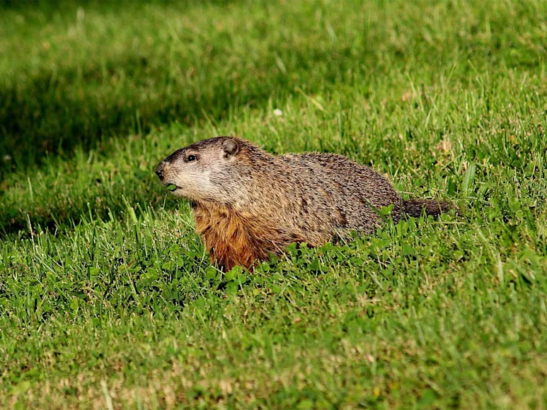 A groundhog walking through a field of grass.