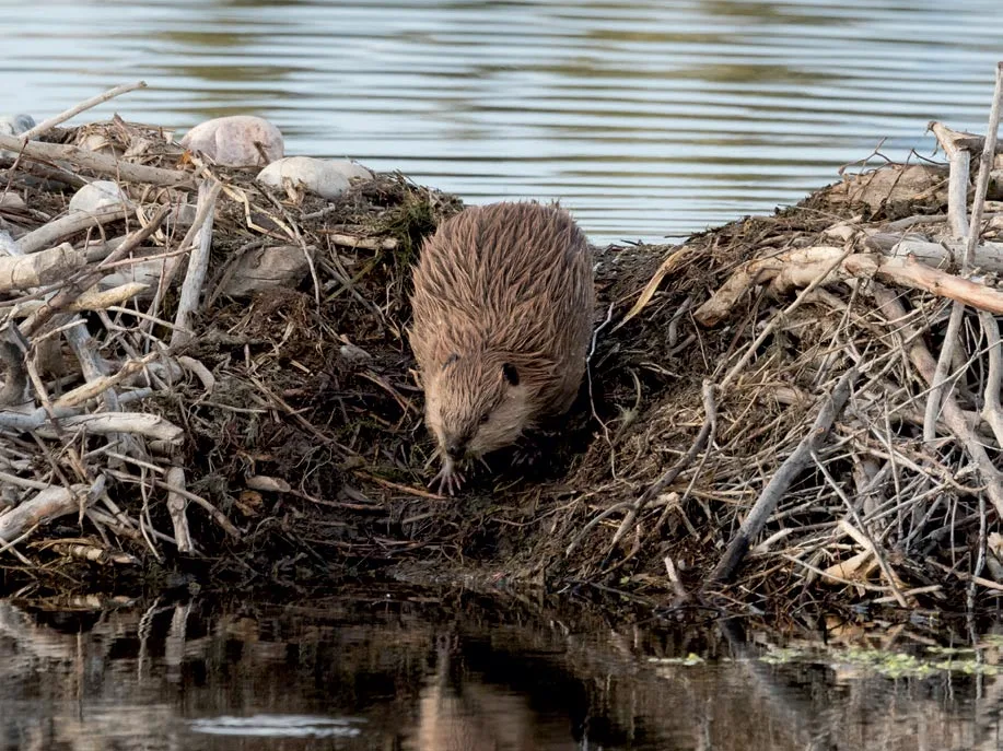 Beaver, the roast beef of the creek