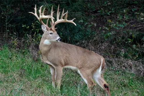 A Poacher in Virginia poses with an illegally-taken whitetail deer.