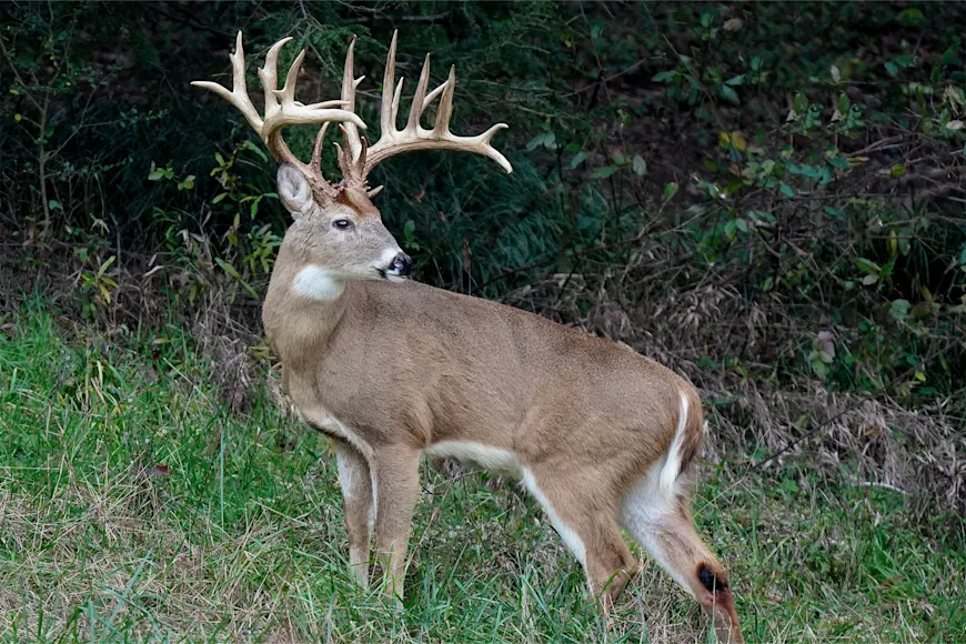 A Poacher in Virginia poses with an illegally-taken whitetail deer.