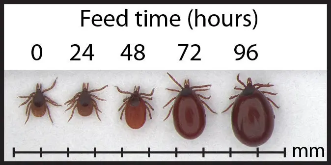 Deer tick engorgement.