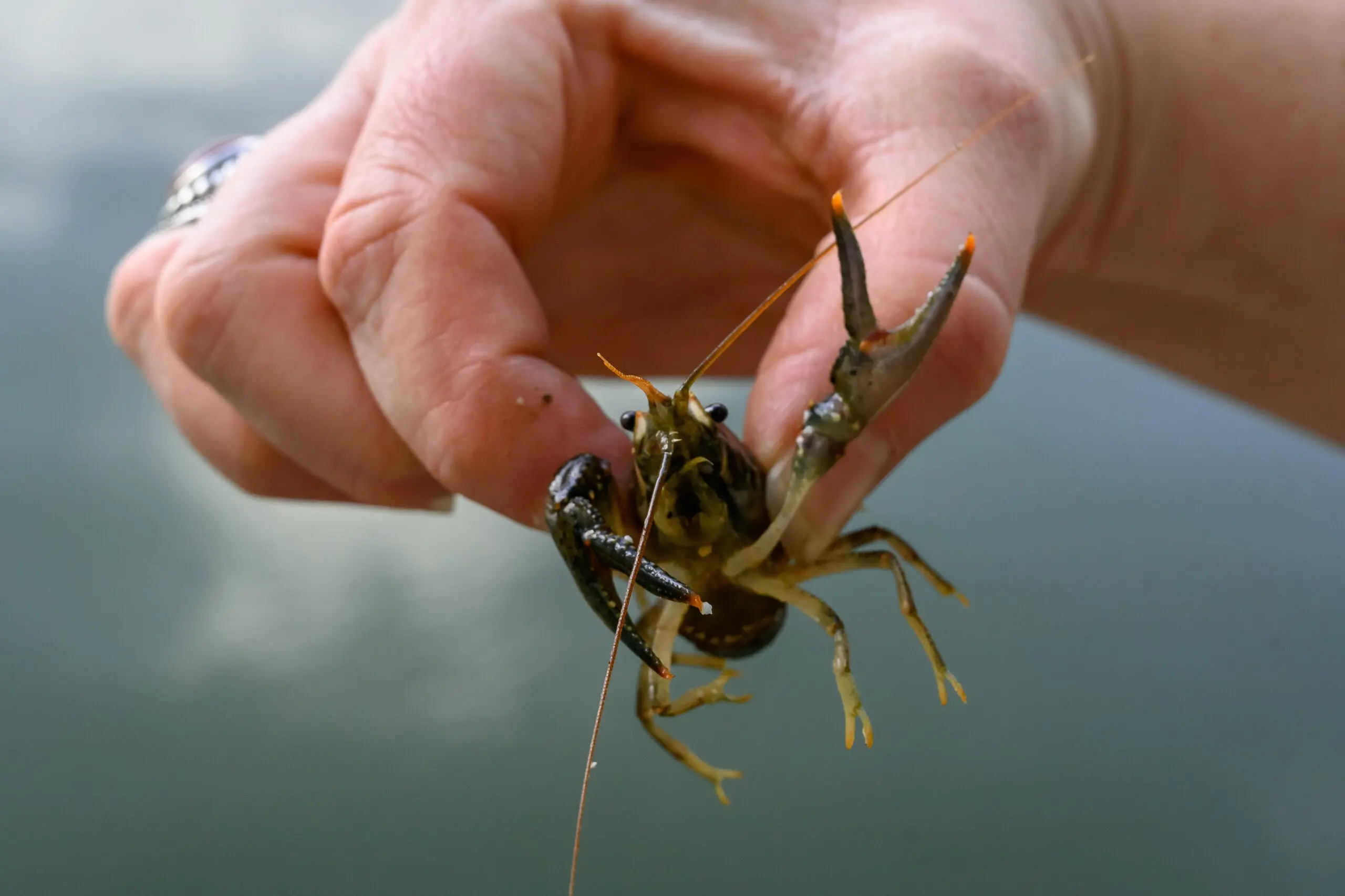 Photo of how to catch crawfish