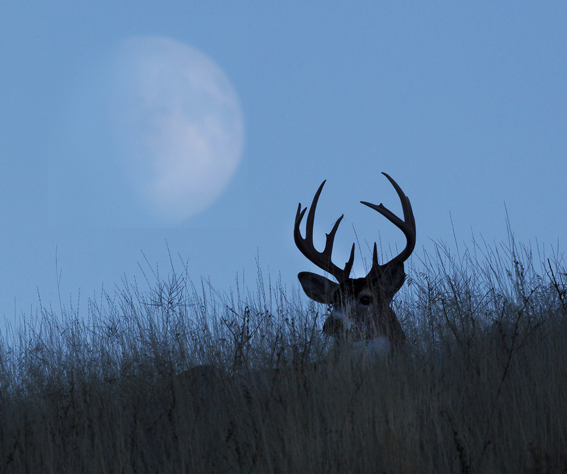 A whitetail buck beds on a grassy hill with the moon in the background.