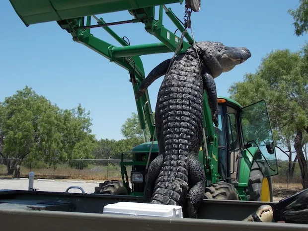 A state-record alligator on a front loader. 