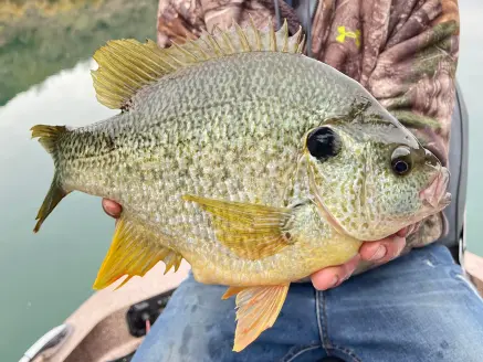 large panfish