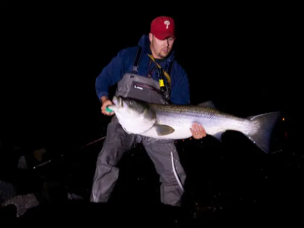 fisherman holding striped bass