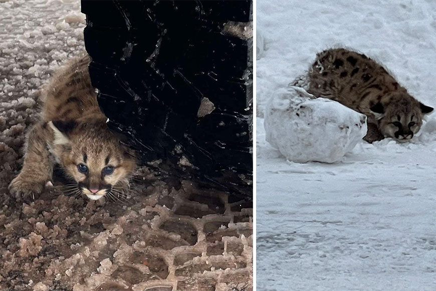 Photos of the first cougar cubs spotted in Michigan in more than 100 years. 